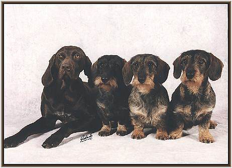 Berta, Dietrich, Erika und Albert vom Geestmoor (Copyright: Fototeam ROBERTO)