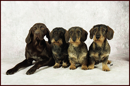Berta, Dietrich, Erika und Albert vom Geestmoor (Copyright: Fototeam ROBERTO)